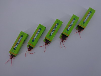 Cockroaches